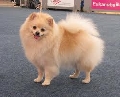 Raza: Spitz aleman Kleinspitz
