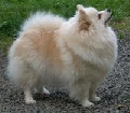 Raza: Spitz aleman Kleinspitz