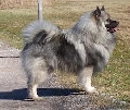 Raza: Spitz aleman Wolfspitz