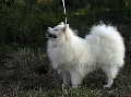 Raza: Spitz aleman Mittelspitz