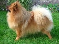 Raza: Spitz aleman Mittelspitz