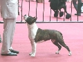 Raza: American Staffordshire Terrier