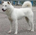 Raza: Kishu
