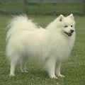 Raza: Nihon Supittsu (Spitz japones)