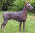 Raza: Perro sin pelo mexicano
