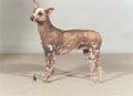 Raza: Perro sin pelo mexicano