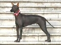Raza: Perro sin pelo del Peru