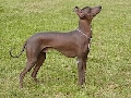 Raza: Perro sin pelo del Peru
