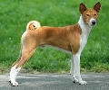 Raza: Basenji