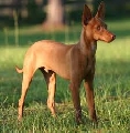 Raza: Podenco Andaluz