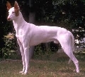 Raza: Podenco Ibicenco