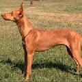 Raza: Cirneco del Etna