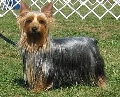 Raza: Australian Silky Terrier