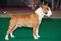 Raza: Bull Terrier