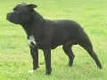 Raza: Staffordshire Bull Terrier