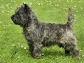 Raza: Cairn Terrier