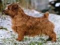 Raza: Norfolk Terrier