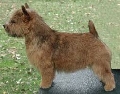 Raza: Norwich Terrier