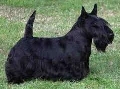 Raza: Scottish Terrier