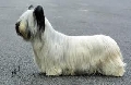 Raza: Skye Terrier