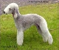 Raza: Bedlington Terrier