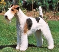 Raza: Fox Terrier pelo duro (Wire)
