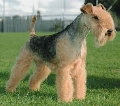 Raza: Lakeland Terrier