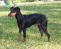 Raza: Manchester Terrier