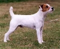Raza: Parson Russell Terrier