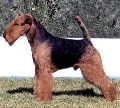 Raza: Welsh Terrier