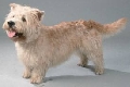 Raza: Irish Glen of Imaal Terrier