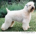 Raza: Irish Soft Coated Wheaten Terrier
