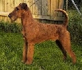 Raza: Irish Terrier