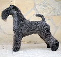Raza: Kerry Blue Terrier