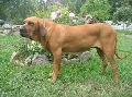 Raza: Fila Brasileiro