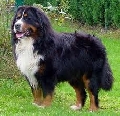Raza: Bouvier de Bernois (Perro boyero de monta�a bernes)
