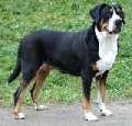 Raza: Gran boyero suizo