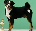 Raza: Appenzelle Sennenhund (Perro boyero de Appenzell)