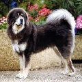 Raza: Dogo del Tibet