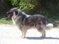Raza: Sarplaninac (Perro de pastor yugoslavo de Chaplanina)