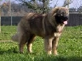 Raza: Perro pastor del Caucaso