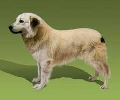 Raza: Aidi (Perro de Monta�a del Atlas)