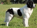 Raza: Landseer