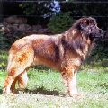 Raza: Cao da serra da Estrella (Perro de monta�a de la sierra de la Estrela)