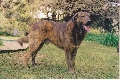 Raza: Cao da serra da Estrella (Perro de monta�a de la sierra de la Estrela)