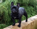 Raza: Bulldog frances